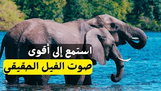 صوت الفيل الحقيقي يهز الغابة 🐘✨ صوت الفيل في الغابة بجودة عالية مع تجربة استثنائية 🎵