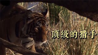 老虎捕食野猪，猎杀野鹿，几乎堪称无敌