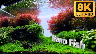 Planted Aquarium For Nano Fish