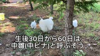 生後40日目の烏骨鶏のひよこたち(中雛)