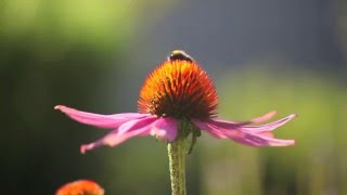 Perenner för pollinerare -välj de här till din trädgård / odling !