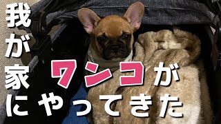 【フレブル】【お迎え】我が家に待望のフレンチブルドッグが！New puppy. The first day home. | フレンチブルドッグみそ French Bulldog Miso