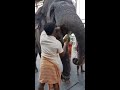 thiruchendur elephant drink u0026 eat coconut