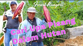 Mencari Upa Pisang Hutan ( Umbut Pisang ) Di Hutan Padawan