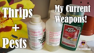 Thrips: Identification and Killing! My Current Treatment for Thrips and Spider Mites