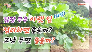 김장 무우 아랫 잎 정리하면 좋을까? 그냥 두면 좋을까?.Should I just leave the radish leaves? Should I clean it up?