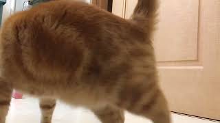 猫と一緒に月間チャレンジ【790日目】バーピー\u0026ぶら下がり