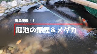 【錦鯉】最強寒波到来で緊急事態発生！？」【メダカ】