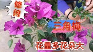 三角梅如何修剪才能满树花开？修剪完还有关键一步必须做