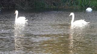 River sounds "Swans family idyll - Peace of mind - in harmony with nature!" Part 178