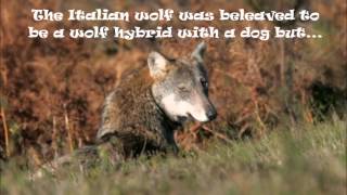 Italian wolf facts