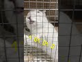 飼い主とウサギの日常切り取り✂︎ ウサギお触り編🐰🐰❤️