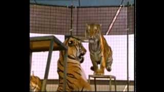 Circus Training Siberian Tigers