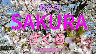 JAPAN NATIONAL FLOWER  SAKURA 熊谷市2024 #viralvideo