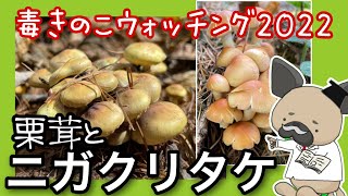 ニガクリタケ〜毒きのこウォッチング2022〜クリタケと比較【専門家の解説付】