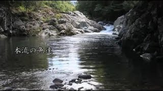 本流の魚達・ヤマメ・鮎・ウグイなどの水中映像【癒しの風景】