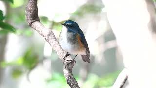 ルリビタキ(瑠璃鶲♂)　～ Red-flanked bluetail ～