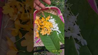 आज जुई + पिवळी अबोली कदंबा (गजरा) #garland #flowers #garden