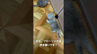 【チンチラペルシャ子猫成長記録】ママ猫が、フローリング好き。子猫がフローリングを歩けるようになるまで、まだ少し時間が必要🤗