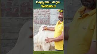 ఇవన్నీ 1960 - 70 స్ లైన్ #ToneAgri #OngoleCowFarming #OngoleBreedCalf #OngoleBullsFarming #shorts