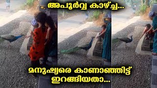 മനുഷ്യരെ കാണാഞ്ഞിട്ട് ഇറങ്ങിയതാ ...അപൂർവ കാഴ്ച്ച ..