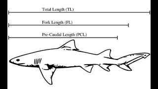 Expert Shark Analysis | Amazon Underworld Highlight