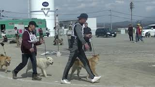 北海道犬保存会　東北支部展覧会　成犬牡組　特良１席　辰　奥州虎狼荘