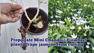 Easiest way to propagate Mini chandni /Pinwheel flower from cuttings