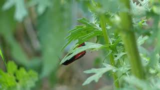 A Cinnabar Moth Laying Eggs on Common Ragwort