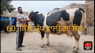 98156-39100, hf bigest cow sale ਦੁੱਧ 60, ਕਿੱਲੋ ਵਾਲੀ