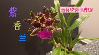 #Zygopetalum#紫香兰