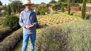 How and when to prune your Lavender