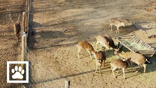 [4K] Deer in the Seoul Forest Park, South Korea