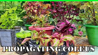 EASY WAY ON HOW TO PROPAGATE MAYANA / COLEUS PLANTS | PROPAGATING TIPS ON DIFFERENT VARIETIES