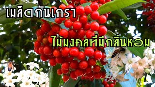 เมล็ดกันเกรา|เมล็ดสุกสำหรับเพาะกล้าพันธ์ุ|ต้นมันปลา