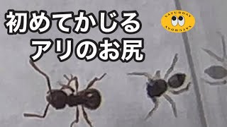 初めてアリのお尻をかじった赤ちゃんアオオビハエトリ