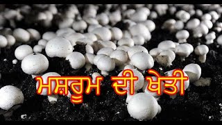 Production of Mushroom ( ਮਸ਼ਰੂਮ ਦਾ ਉਤਪਾਦਨ )