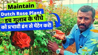 Maintain Dutch rose plant effectively, डच गुलाब के पौधे को प्रभावी ढंग से मेंटेन करें