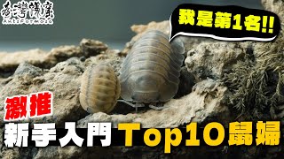 新手最推Top10鼠婦｜台灣本土鼠婦No.1｜前3名超級美【臺灣蟻窟】