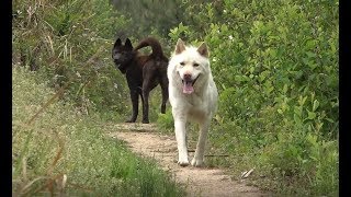 中华田园犬小白螃蟹结伴巡山，撵出一只黄大仙，无处藏身夺路而逃