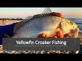 Yellowfin Croaker Fishing: Surf Fishing In So Cal