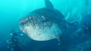 シルバ–ウイーク2015 バリ島で マンボウ＆マクロ