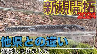 【両生類観察】検証！他県との個体の違いがあるか、新規開拓してみました〜。NO.18