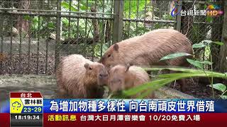 北市動物園新成員4隻超萌水豚君進駐