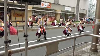 Meetiα 『勇壮なる祭り人』： よさこいinおいでん祭 No.2