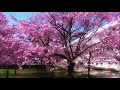 Air - Cherry blossom girl (String version)