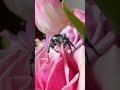 cute little spider phidippus regius🕷🇨🇭 spider araignée tarantula spinnen cute pets kawaii