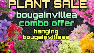 Bougainvillea combo offer .Only for 3 days.. Hanging bougainvilleas..ph.9061149365.🌸🌸