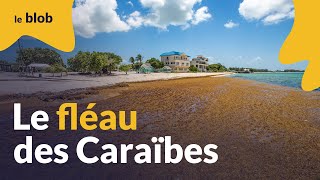 Sargasses : comment ces algues invasives empoisonnent la Guadeloupe et les Antilles | Reportage