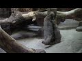 ダンボールと格闘するも転びまくるマヌルネコの子供「アブリコース」（上野動物園）pallas s cat baby